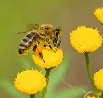 Prof. Butt speaking at New IPM 2023